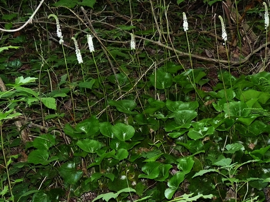 {Galax urceolata}